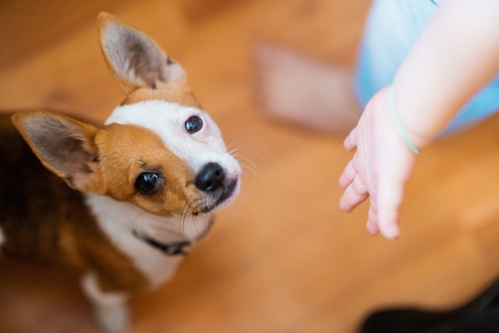 茶色と白の犬と子供の手