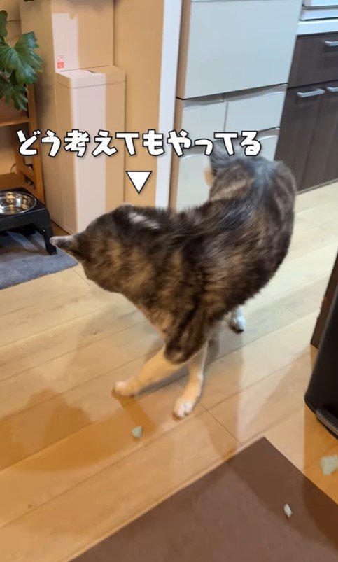 ソファ破壊事件後の大型犬たちの反応7