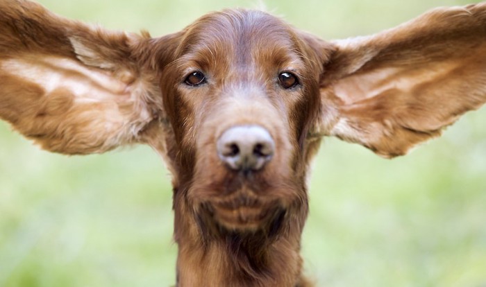 大きな垂れ耳を広げた犬