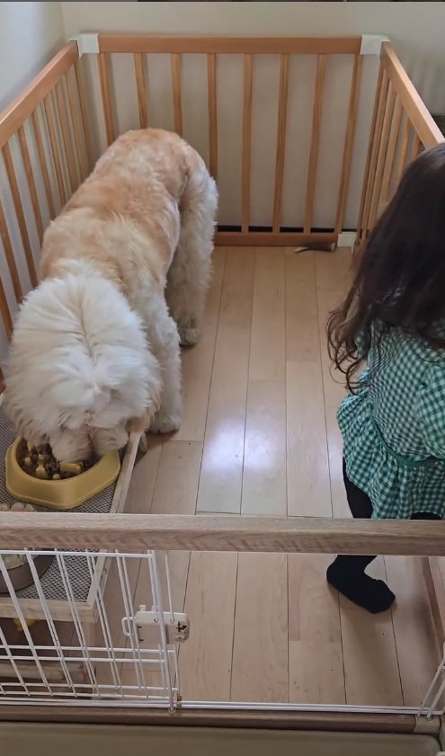 ご飯を食べる犬とサークルからでていく子供