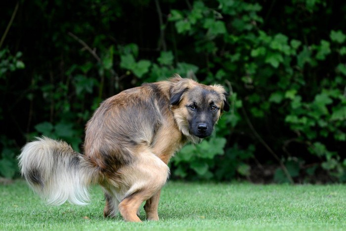 ウンチをしている鼻先が黒い犬