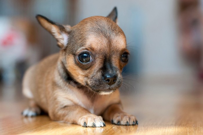 セーブルのチワワの子犬
