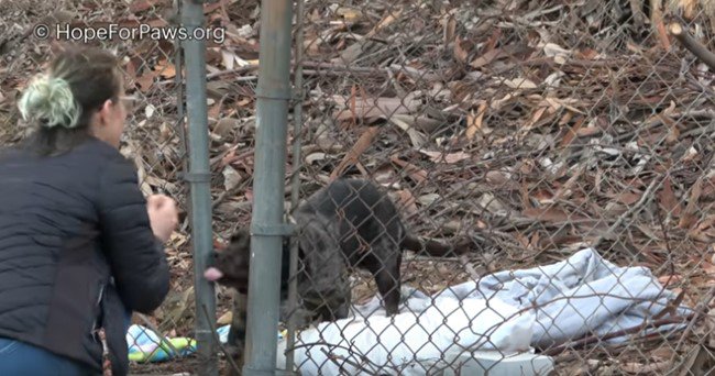 フェンスのすき間から顔を出す犬