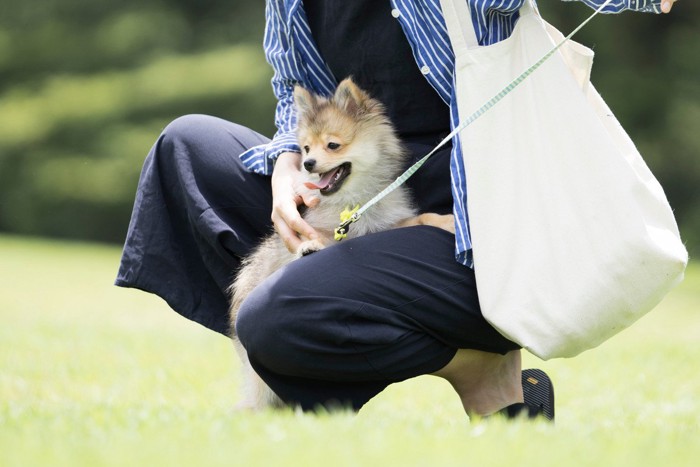 しゃがむ人の足元にポメラニアンの子犬