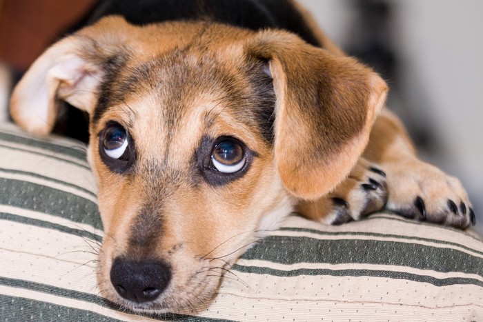 飼い主を目で追う犬