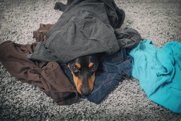 服に顔を突っ込む犬