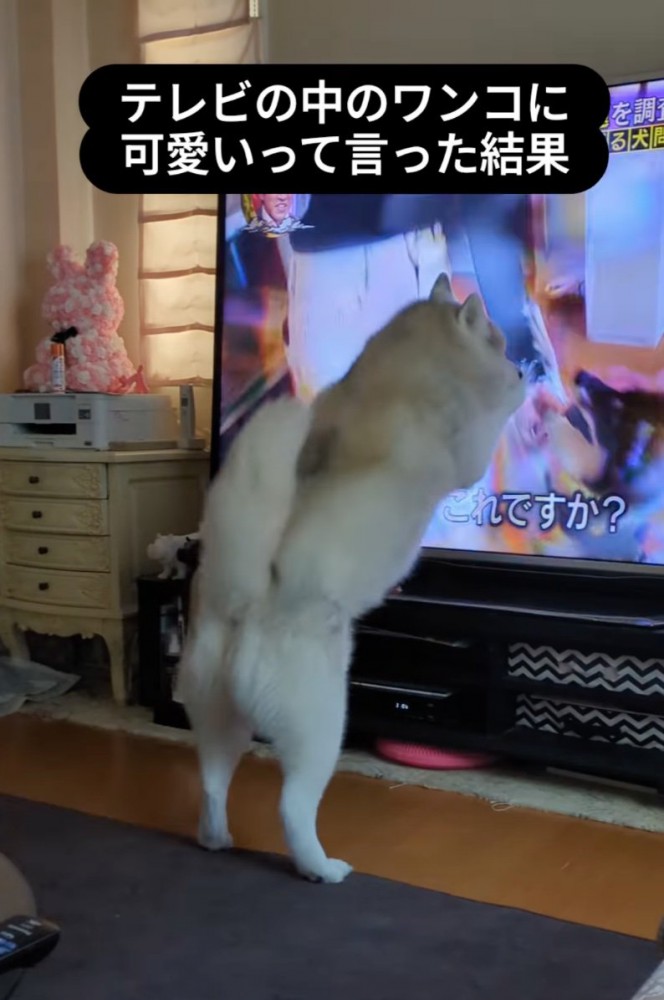 テレビにタックルする犬