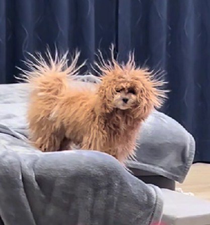 これがぽんたちゃん…！？