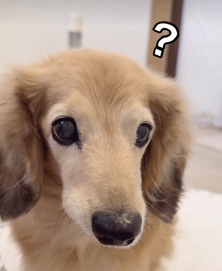 「?」