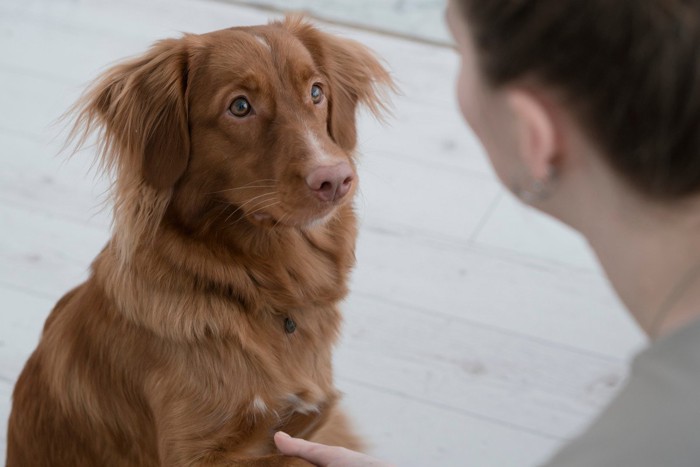 見つめる茶の犬