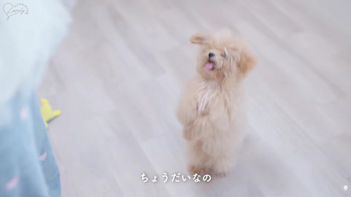 「ちょうだい」のサインも♪