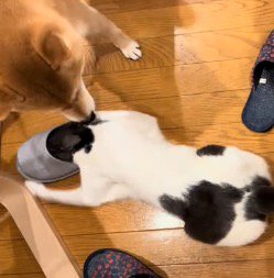 スリッパの中に頭を入れた猫に顔を近づける犬