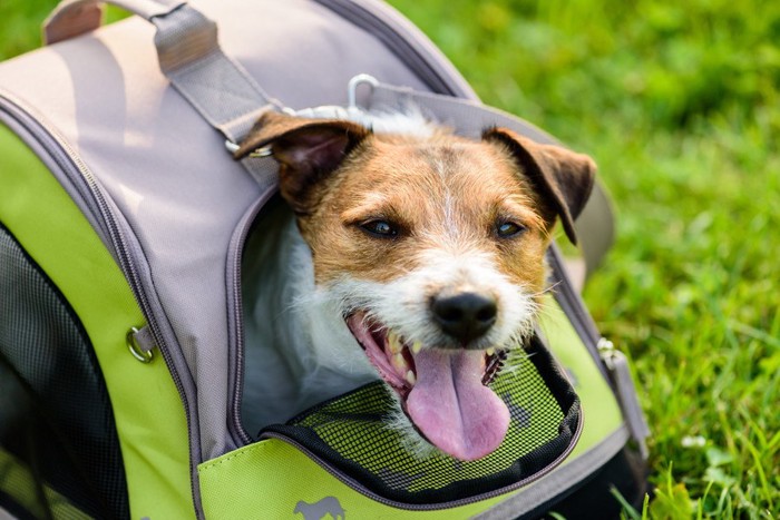 リュックに入った犬