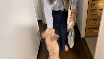 お出迎えするニコちゃん