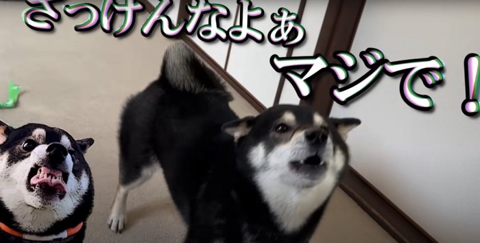 怒っている柴犬