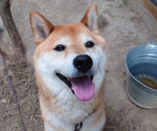 ニコニコ