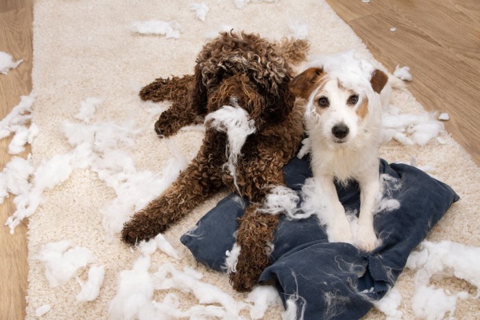 2匹の犬に噛まれた枕