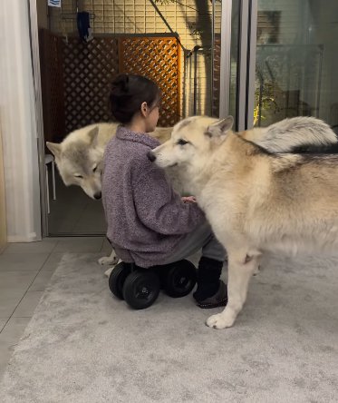 座る女性の両サイドをうろつく2頭のウルフドッグ
