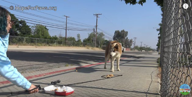 警戒して人を見つめる犬