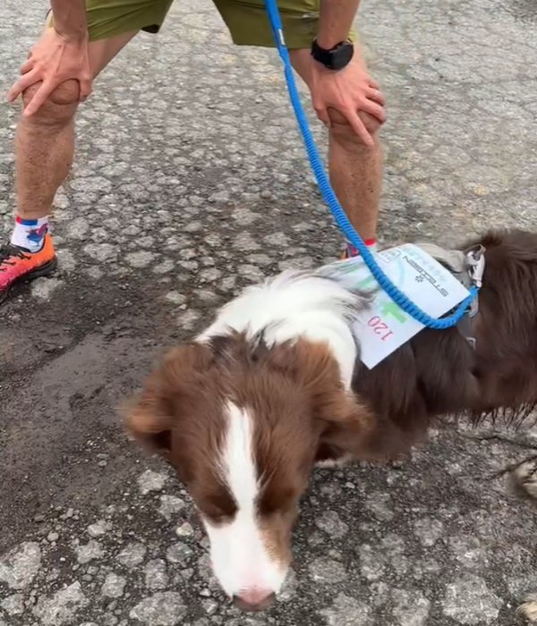 ゼッケンをつけた犬