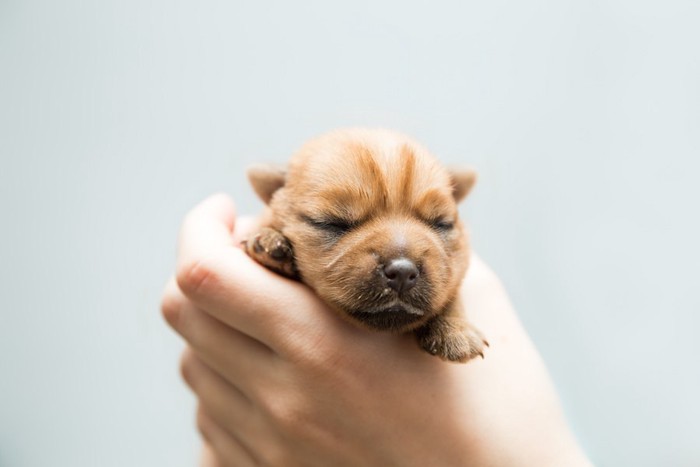 人の手の中の生まれたての子犬