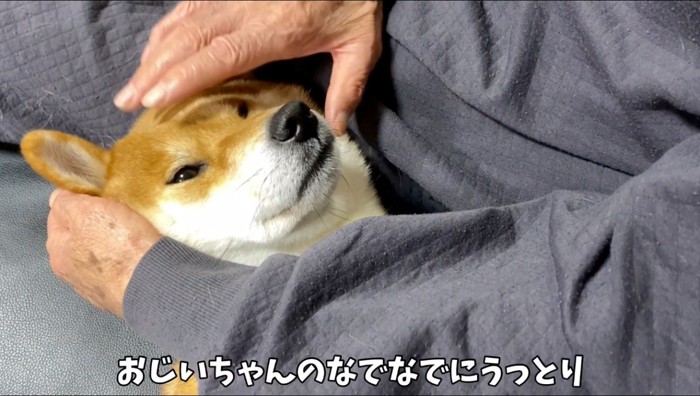 おじいちゃんを見つめる犬