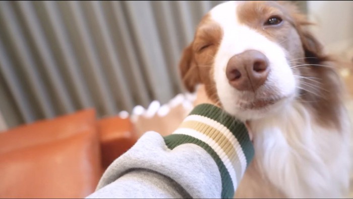 飼い主に撫でられて目を細める犬