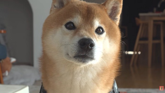 ママを見つめるはちくん