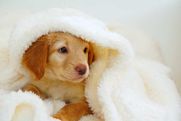 毛布にくるまって顔を出すホファヴァルトの子犬