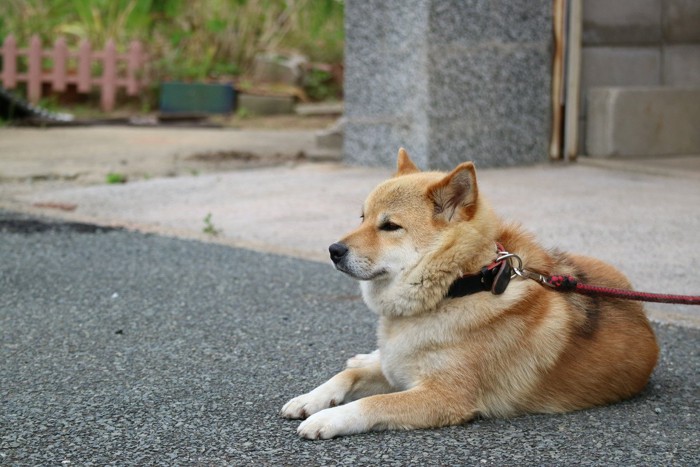 伏せている柴犬