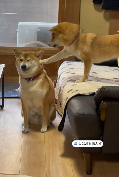 お顔にチョイチョイと触れてアピール