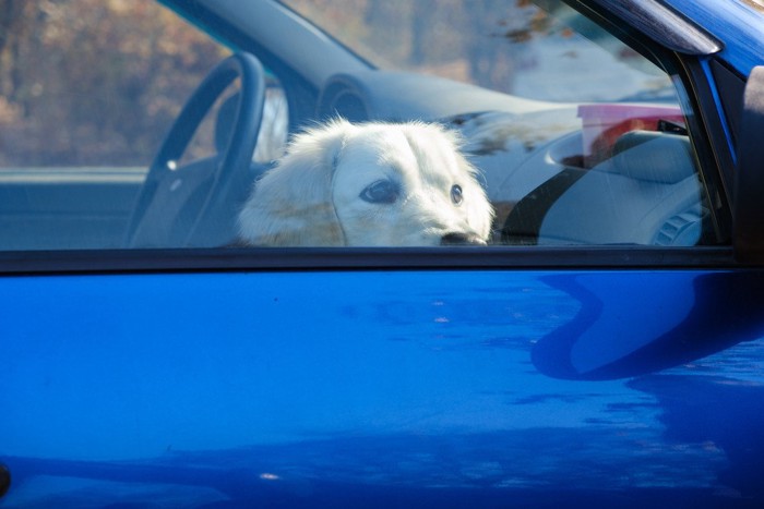 車内で留守番する犬