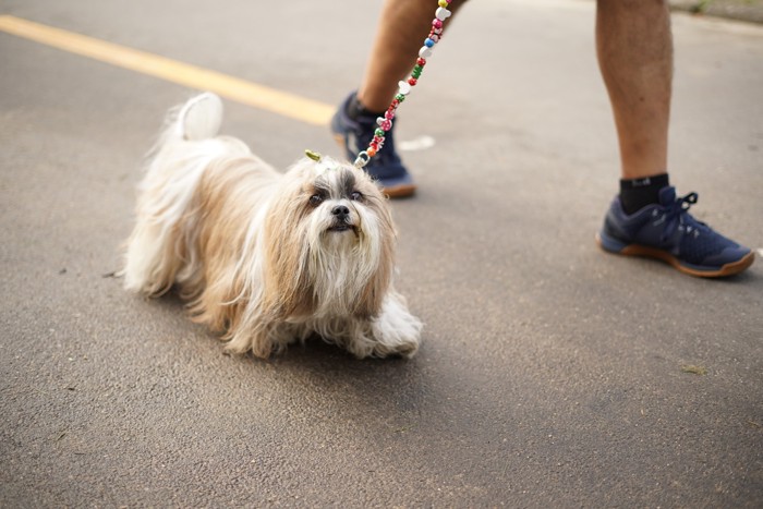 飼い主と一緒に散歩するラサアプソ