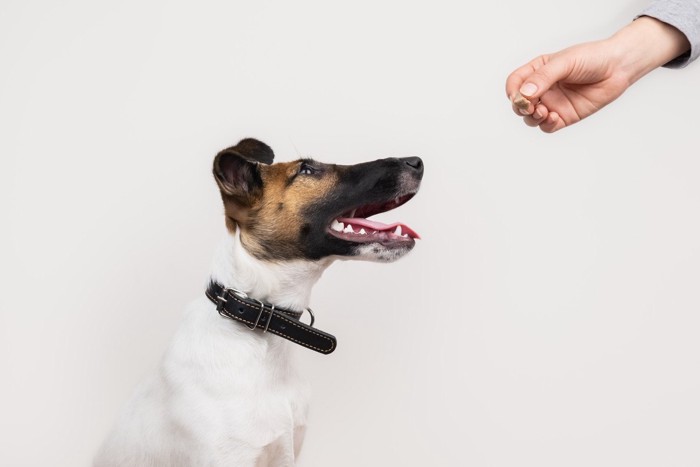 おやつをもらう犬、黒い首輪