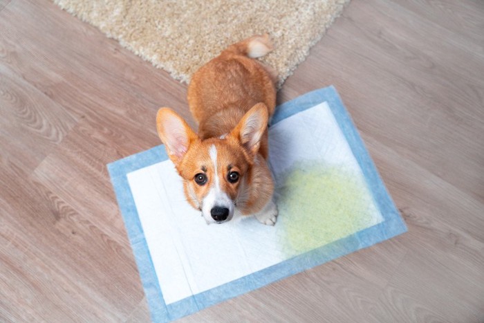 シートの隅におしっこする犬