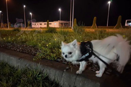 お散歩中のうみちゃん