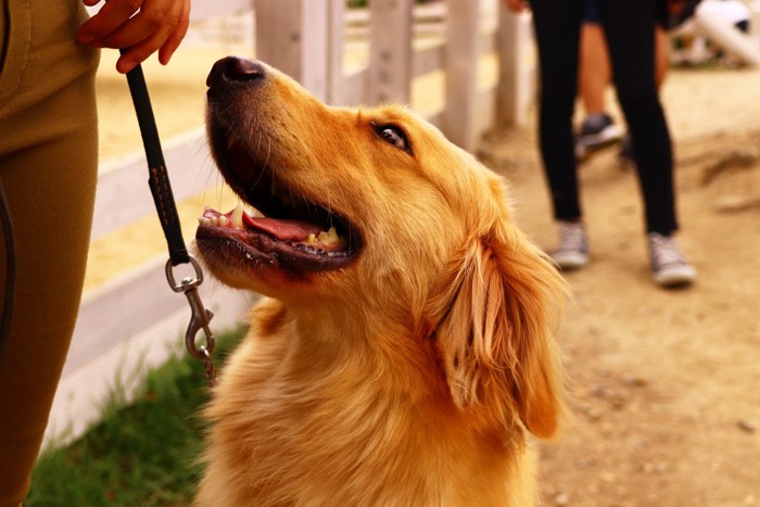 笑顔で見上げる犬