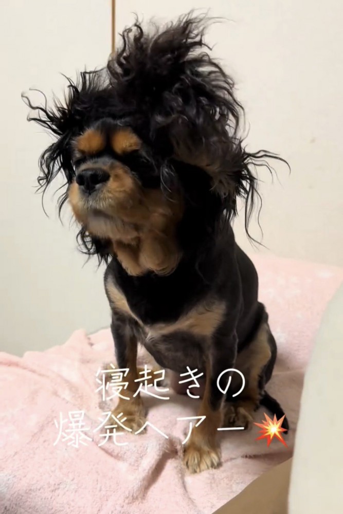 じっと座る犬