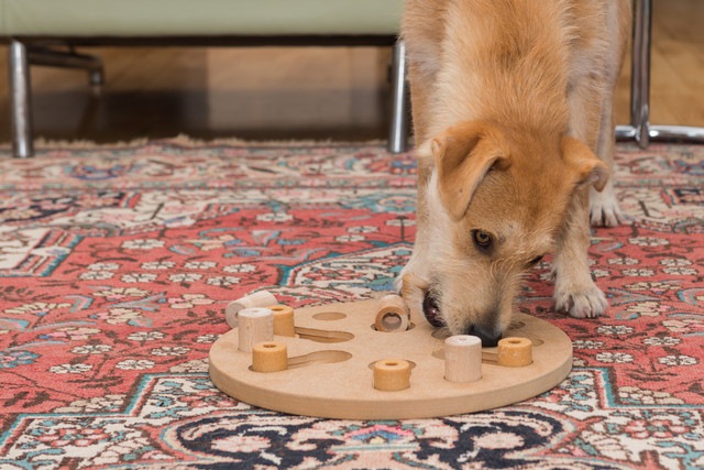 犬用パズルで遊ぶ犬