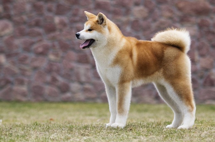 秋田犬の横姿