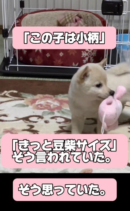 ちょっぴり小柄…