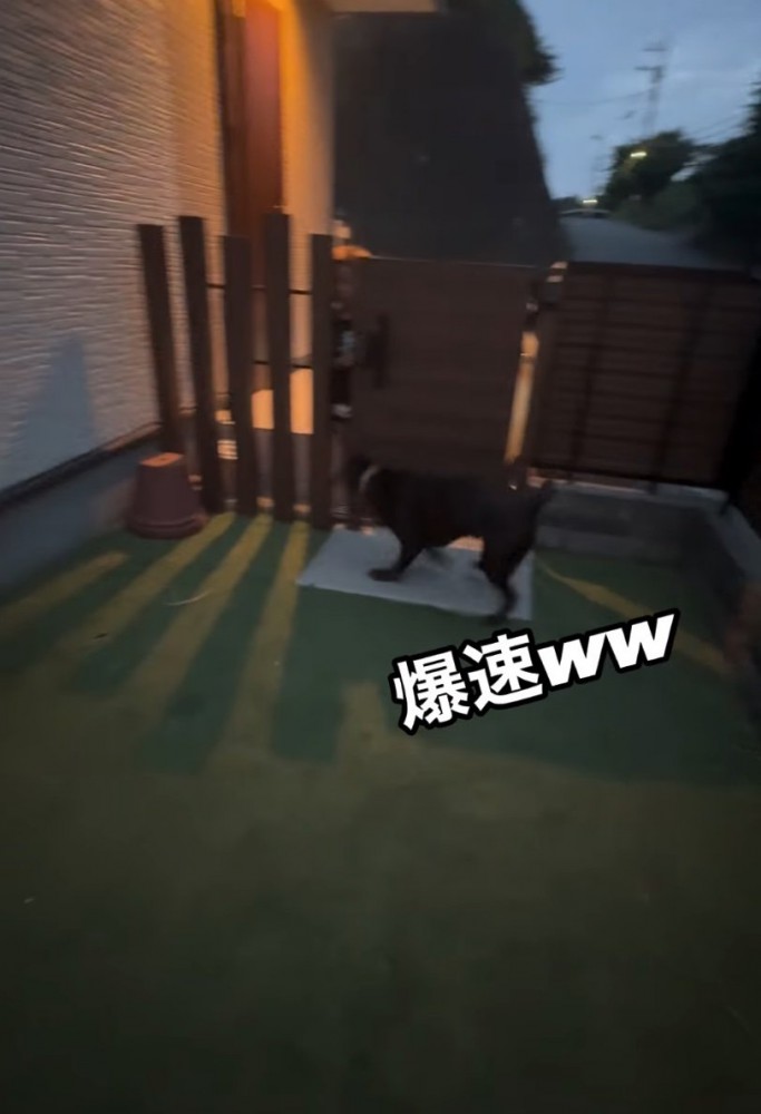 ゲートに走る大型犬