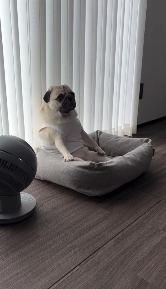 足を投げ出して座る犬