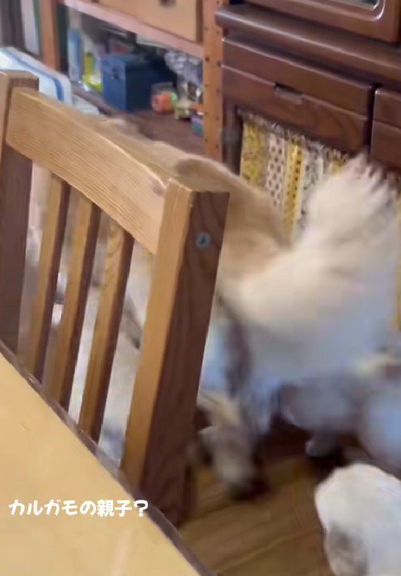 ママは慣れっこ…！？