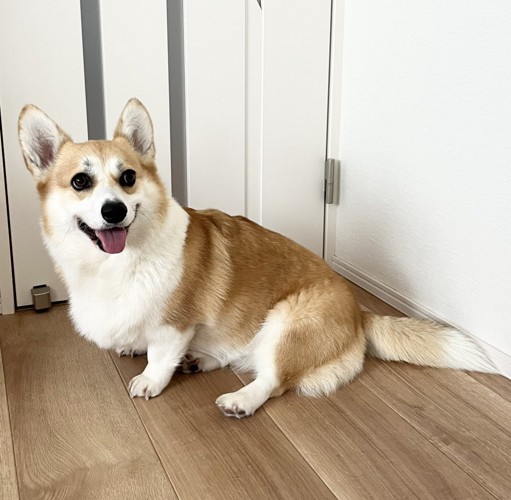 ニコニコ