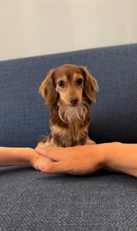 ティアちゃんの手を重ねるチャレンジ3