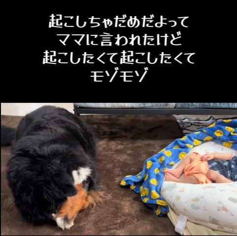 赤ちゃんを起こしたいとらじろう君