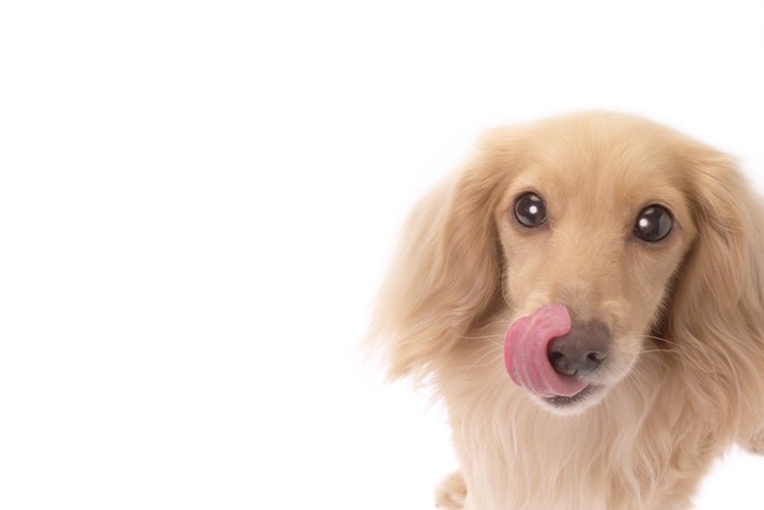 自分の鼻を舐める犬