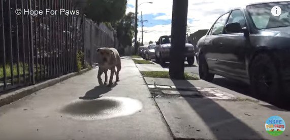 近づいてくる犬