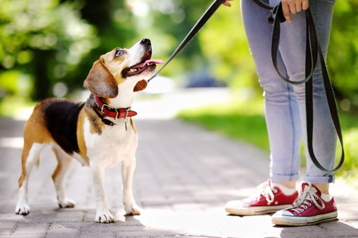 散歩中に飼い主を見上げる犬